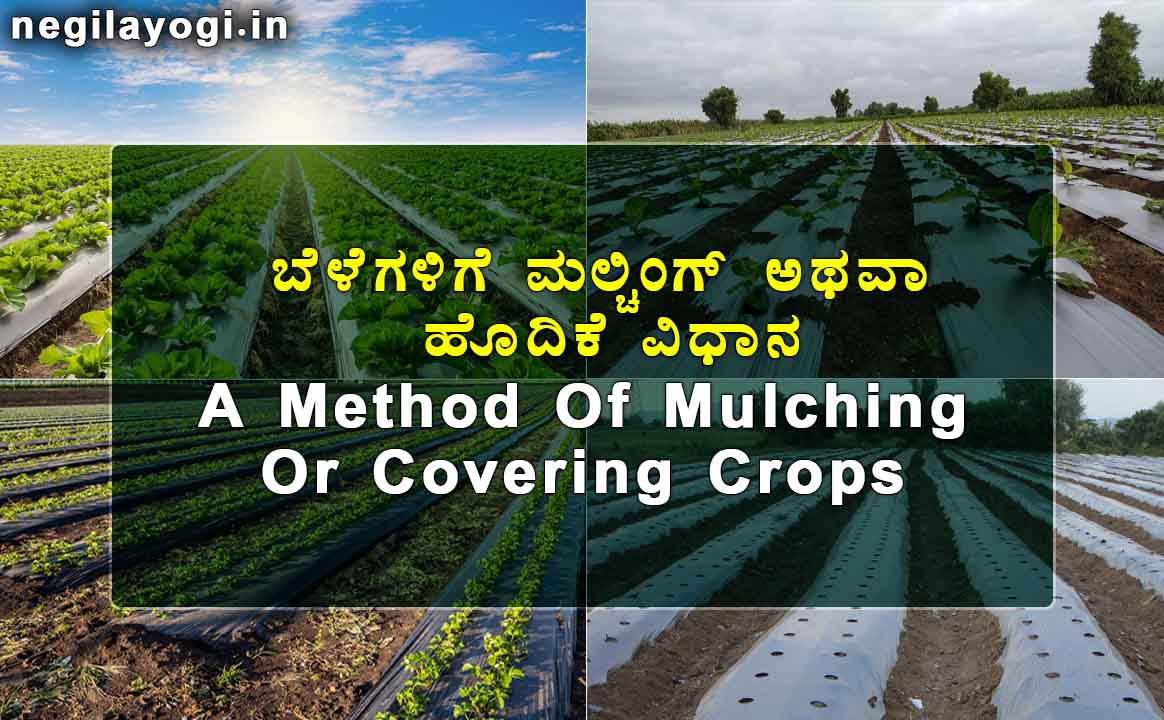 A Method Of Mulching Or Covering Crops